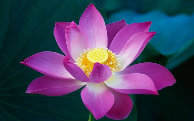 lotus-flower-lion.jpg