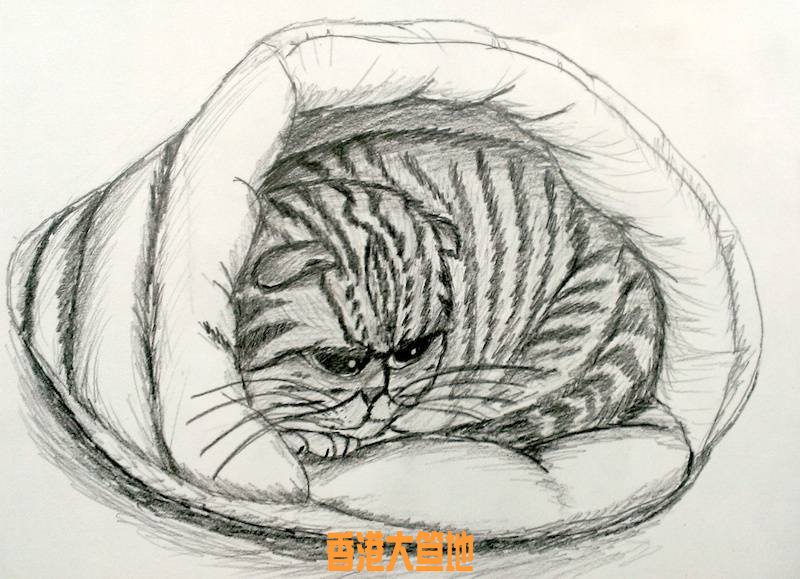 drawin class cat 2.jpg
