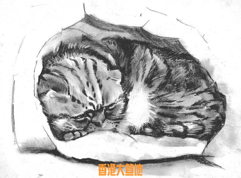 drawin class cat.jpg