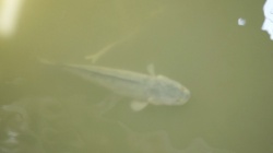 一米長鯰魚在梧桐河