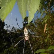 巨形木林蛛