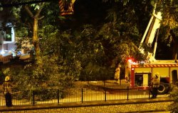 消防夜間鋸樹作業