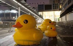 Rubber Duck 朝聖